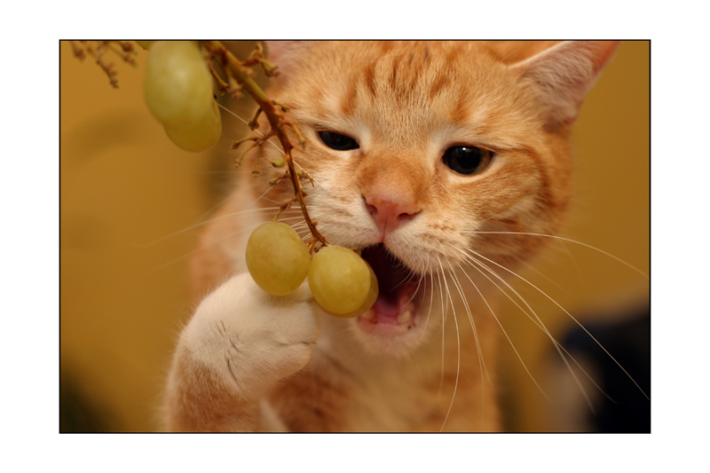 Gatti (71)